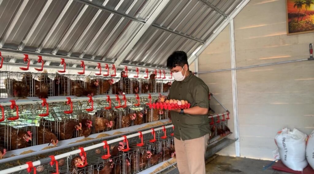 Investasi Ayam Petelur di Jogja: Cara Dapat Passive Income Tiap Bulan Tanpa Harus Jadi Peternak