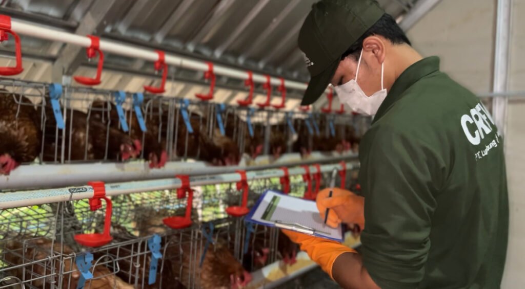 Modal 100 Juta Bisa Hasilkan Berapa dari Peternakan Ayam? Ini Hitungan Nyatanya